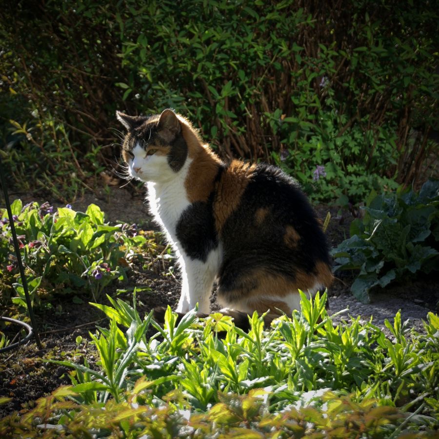 Chanty 906 900px