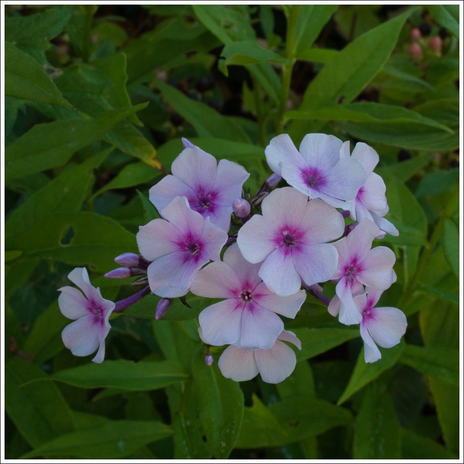 Phlox 383 900px